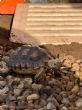 Sulcata : Young approx 1-2 years old (Rolo)